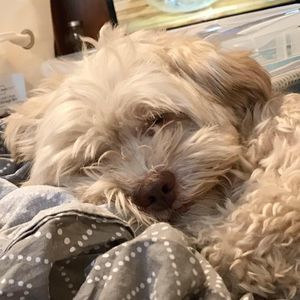 Meet your Posher, Donna